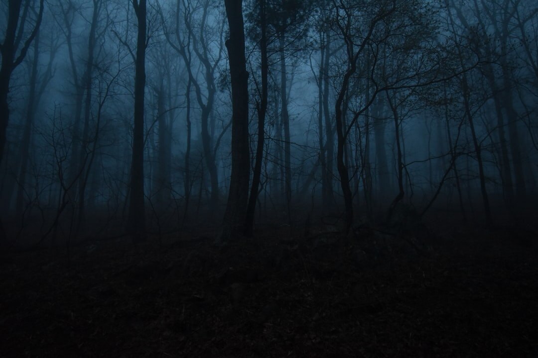 dark forest at night